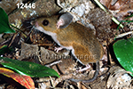 Peromyscus-leucopus